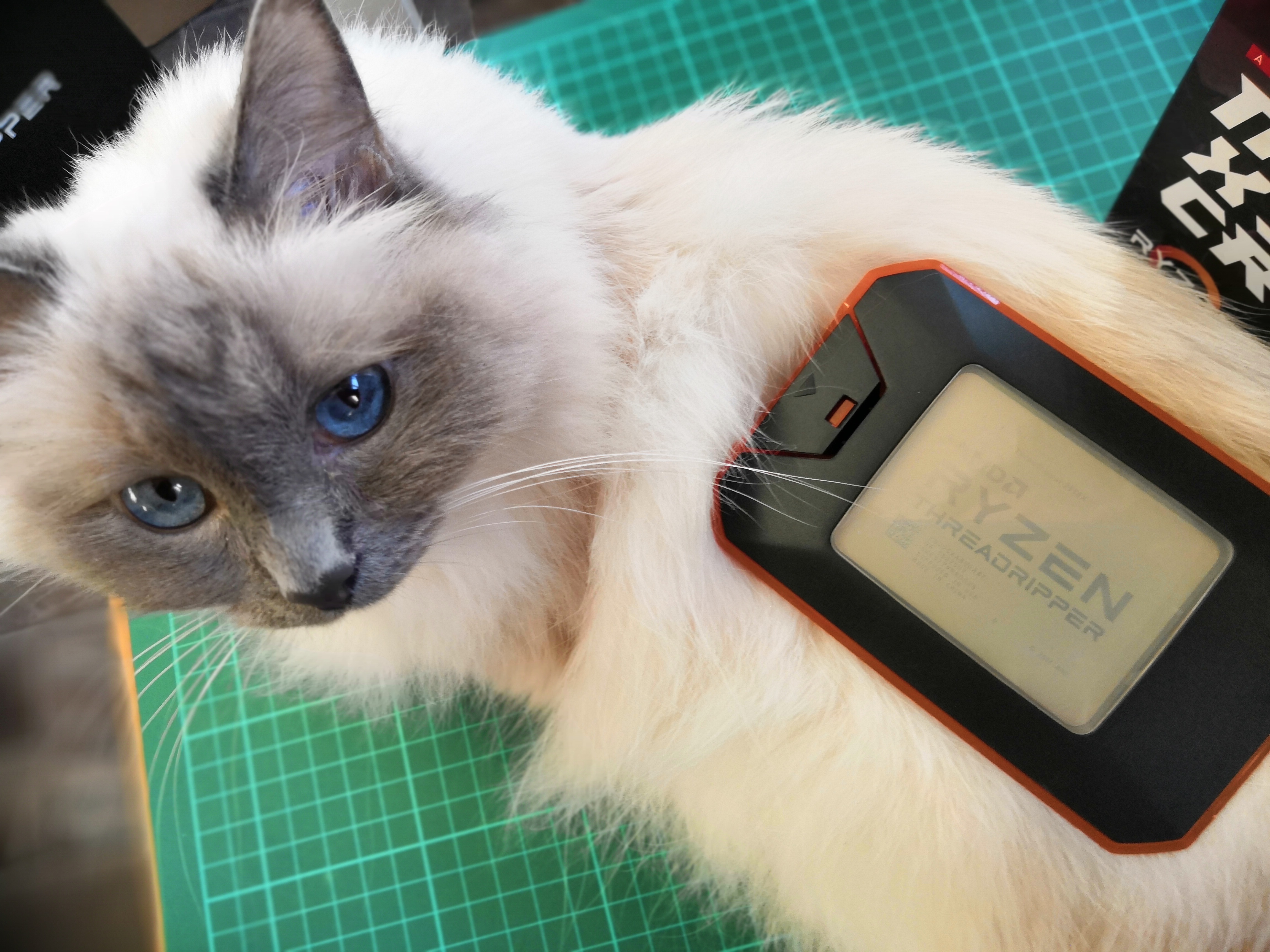 Amd cat 2025